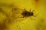 Detailed Fossil Winged Aphid and Two Flies in Baltic Amber #163468-1